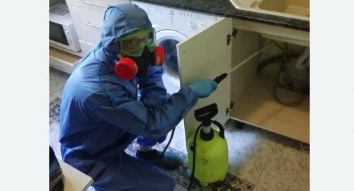 Уничтожение муравьев в квартире. Кисловодск