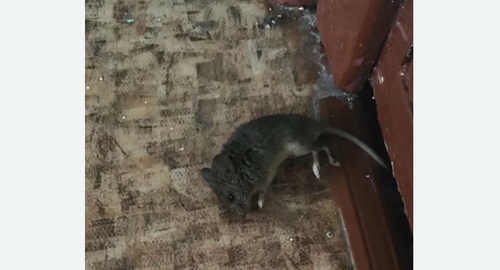 Дезинфекция от мышей в Кисловодске
