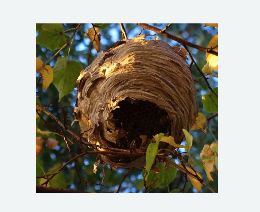 Обработка от шершней в Кисловодске