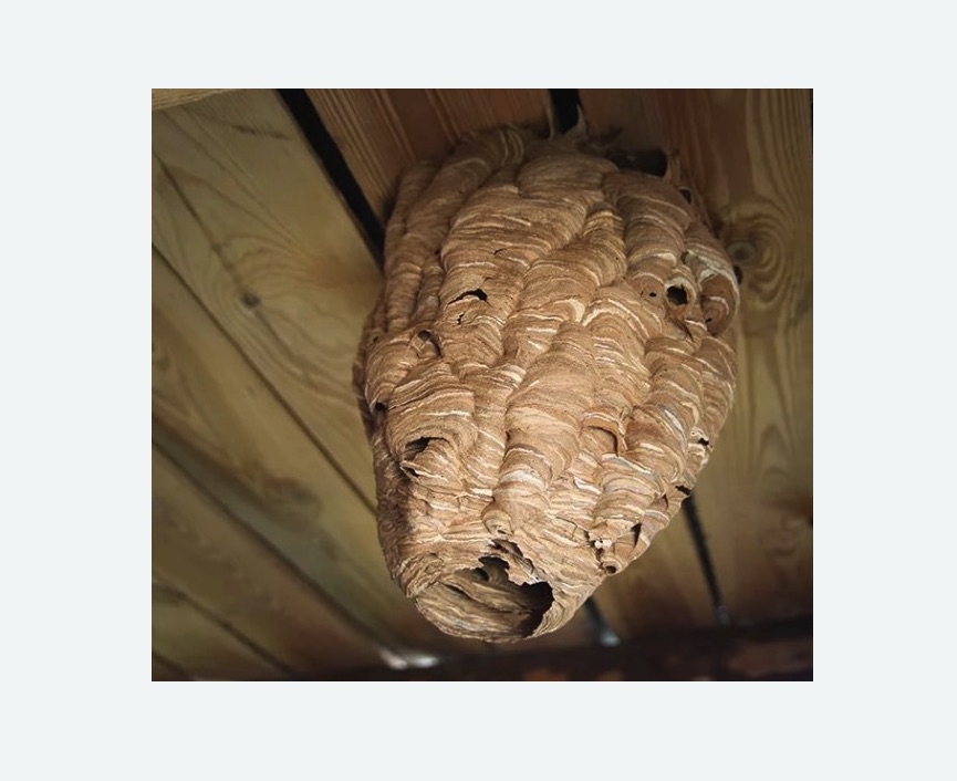 обработка от шершней в Кисловодске