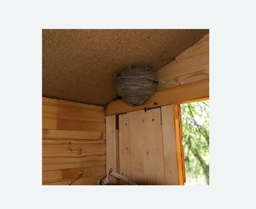 Обработка от ос в Кисловодске Обработка от ос