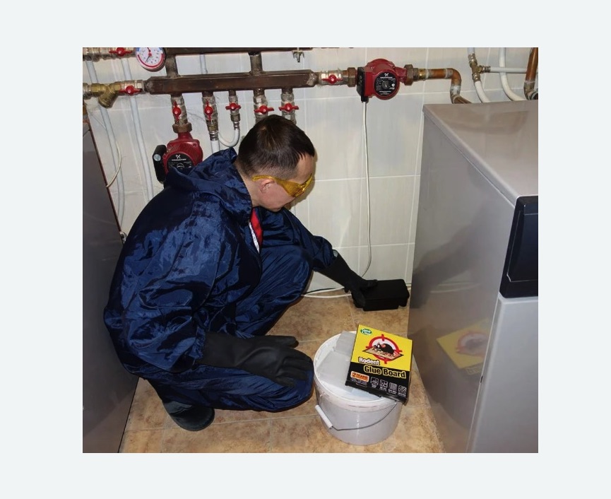 Уничтожение крыс в Кисловодске