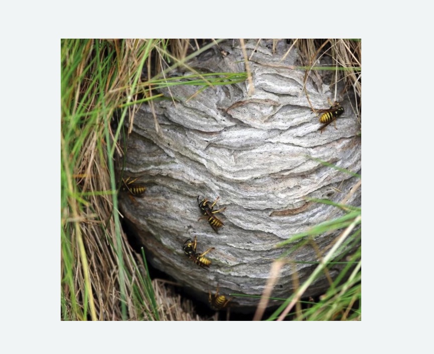 Уничтожение ос и ульев Уничтожение ос и ульев в Кисловодске